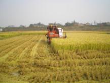 适宜秸秆还田水稻新品种科辐粳7号的推广应用