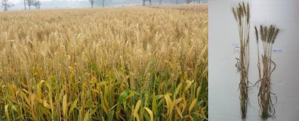 糯小麦新品种选育与产业化