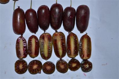 秦巴紫果猕猴桃种质资源保护及育种