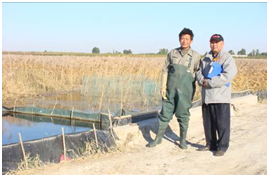 苏打型盐碱化芦苇沼泽地200克大规格河蟹的生态养殖技术