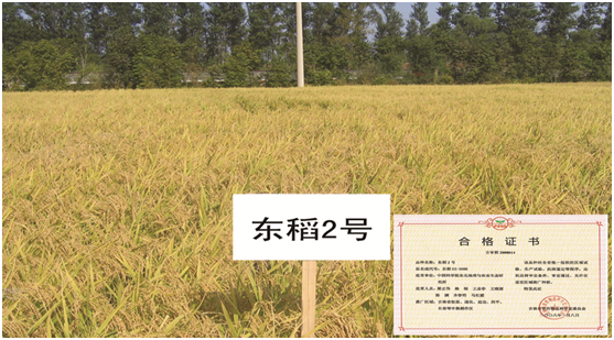 水稻新品种“东稻2”