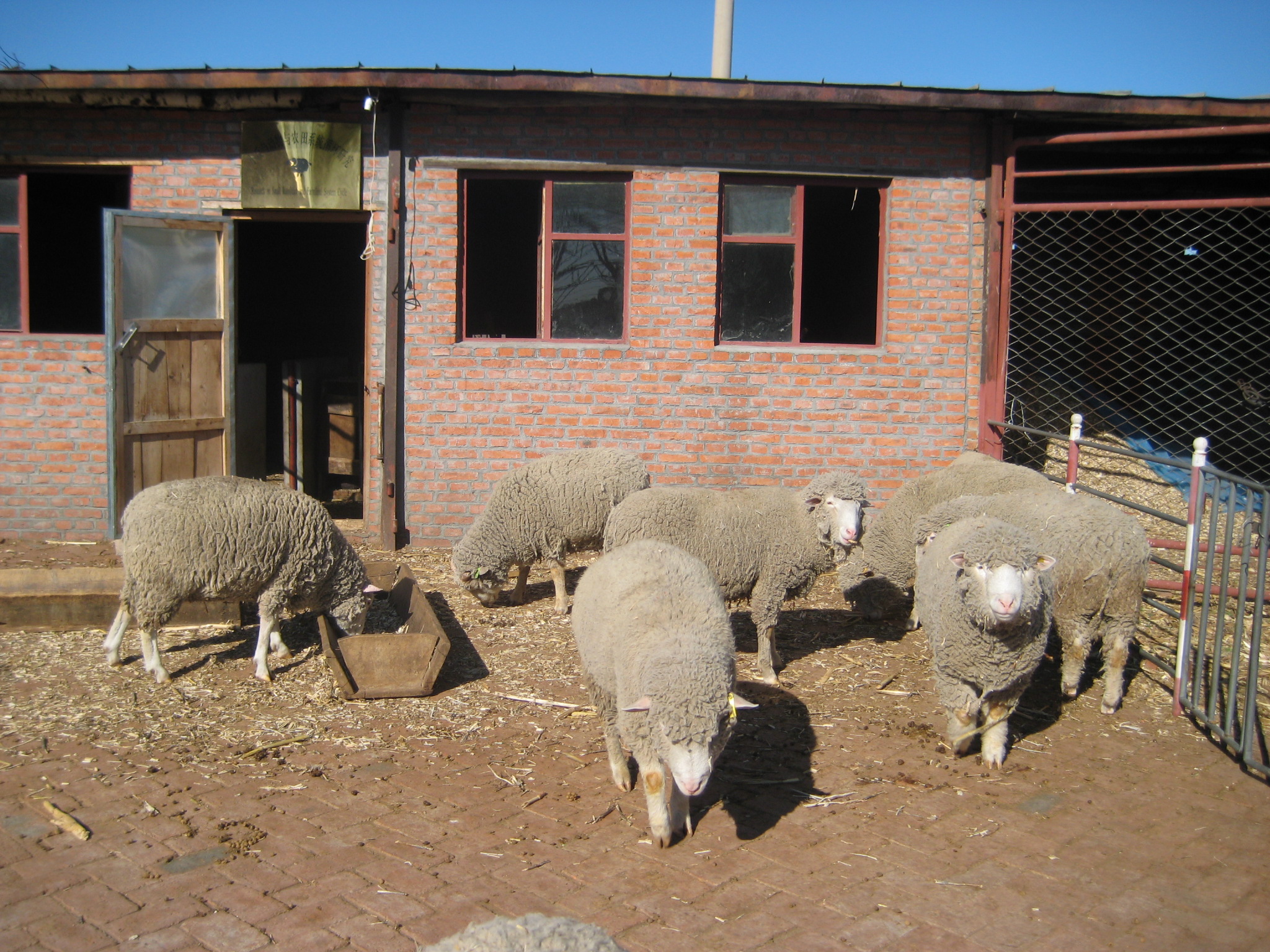 肉羊（肉牛）优质高效、环境友好型生产技术