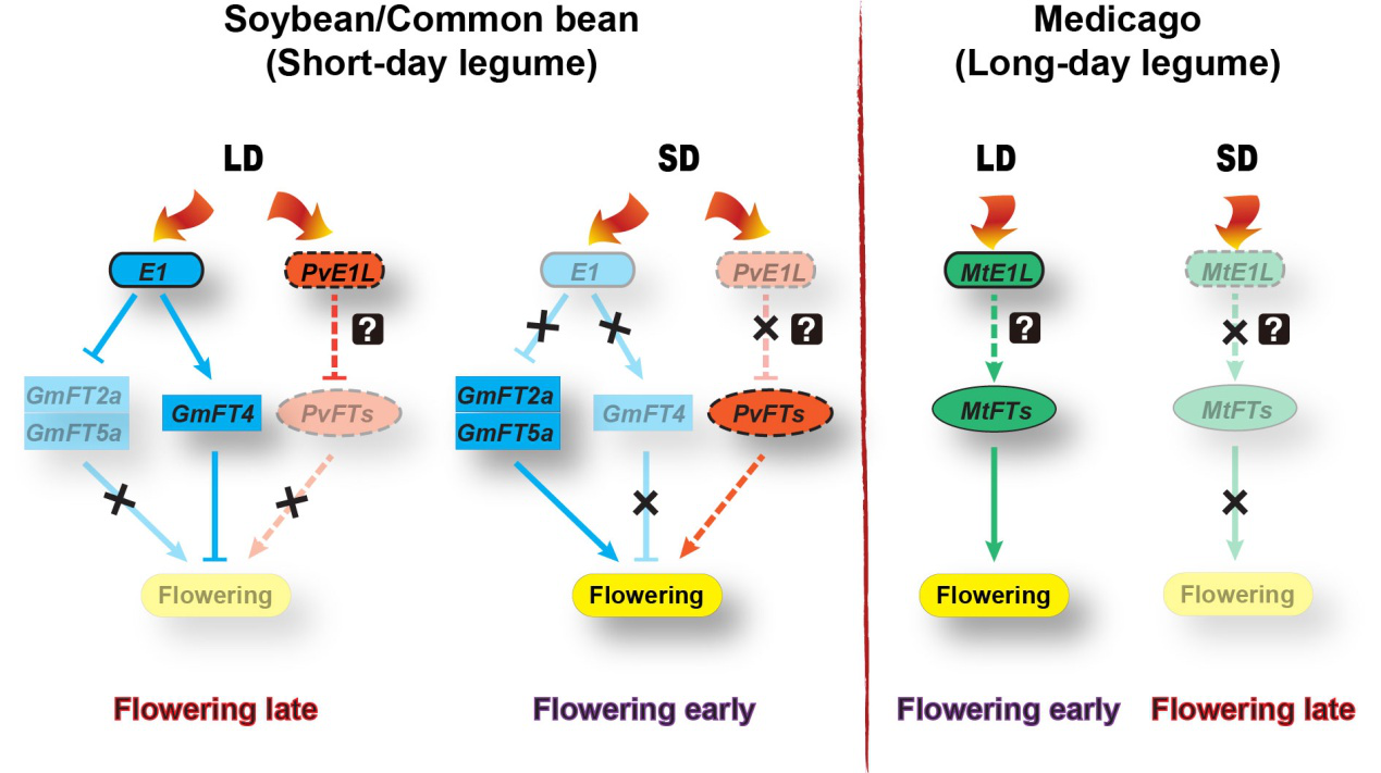 豆科植物E1同源基因功能保守性与功能分化研究及应用