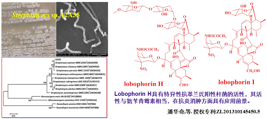 新抗炎化合物lobophorin H