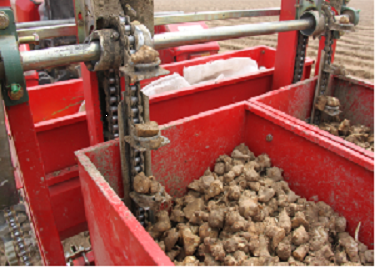滨海盐碱地菊芋种植与菊粉加工技术
