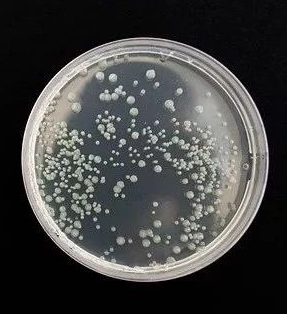 丝状菌孢子菌种的规模化制备技术和装置