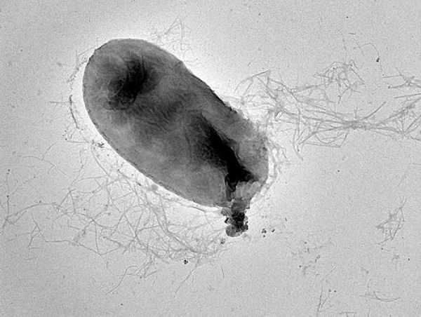 生物被膜构筑细菌工厂“防护网”