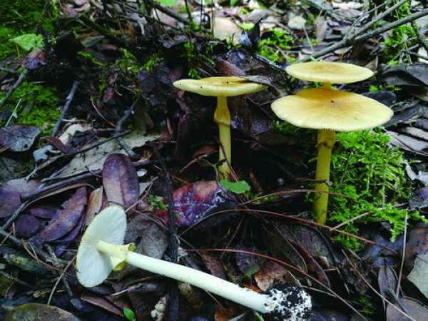 新研究揭示“最毒蘑菇”毒素合成机制