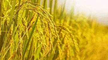 科学家构建 高质量水稻泛基因组
