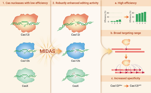 动物所建立蛋白工程化改造新方法和基于Cas12i的基因编辑新工具