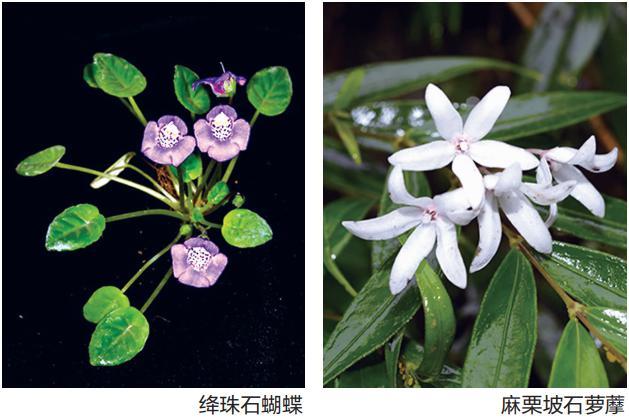 西南喀斯特地区发现多个植物新种