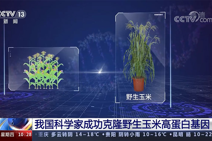 【新闻直播间】我国科学家成功克隆野生玉米高蛋白基因