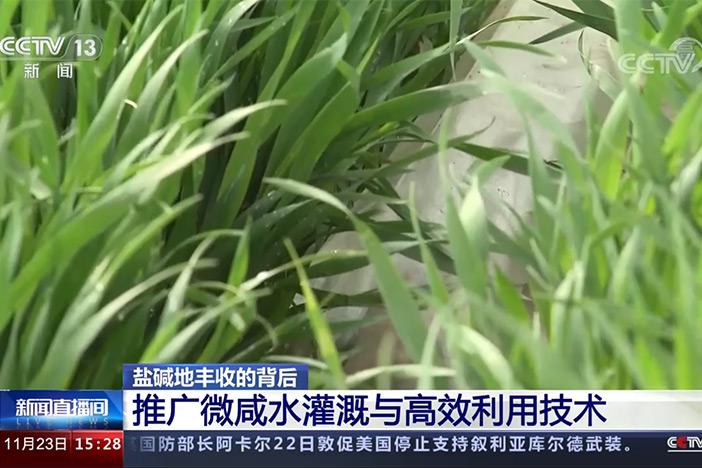 【新闻直播间】盐碱地丰收的背后 推广微咸水灌溉与高效利用技术