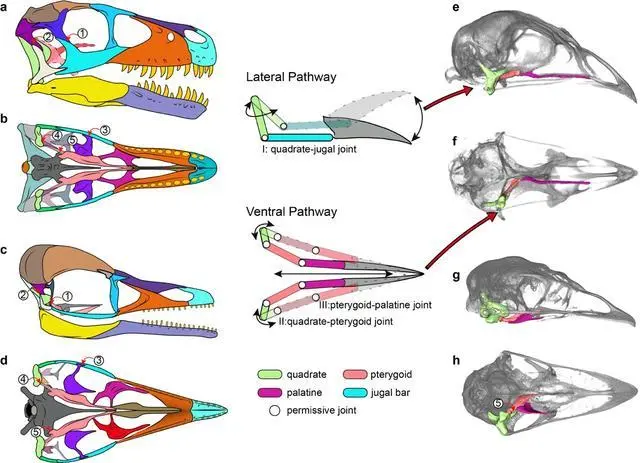 1.2亿年前的反鸟类头骨与恐龙类似 今鸟类逃过生物大灭绝，或与头骨结构有关