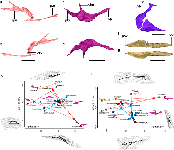 古脊椎所等揭示中生代鸟类头骨演化特征